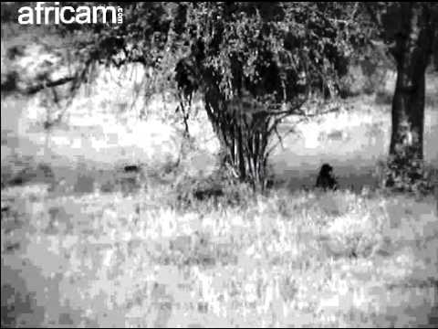 Baboons going sleep by Elephant Plains