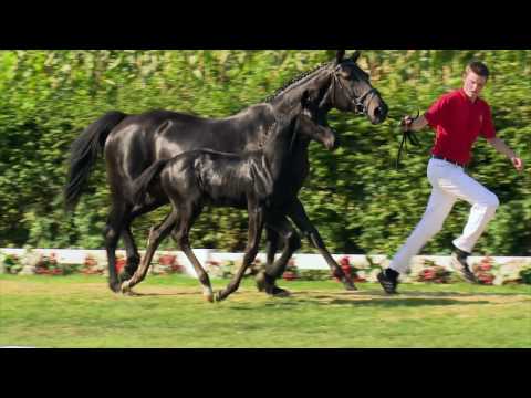 69 Salsa  SF v. Sir Heinrich - Florianus