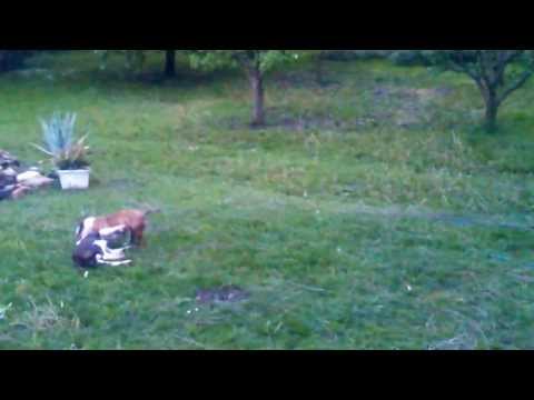 Játszanak a kutyok!