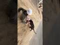 That S Why Pitbull Is Banned In India Pitbull Dog Dogshorts Doglovers Dogtraining Dogvideos