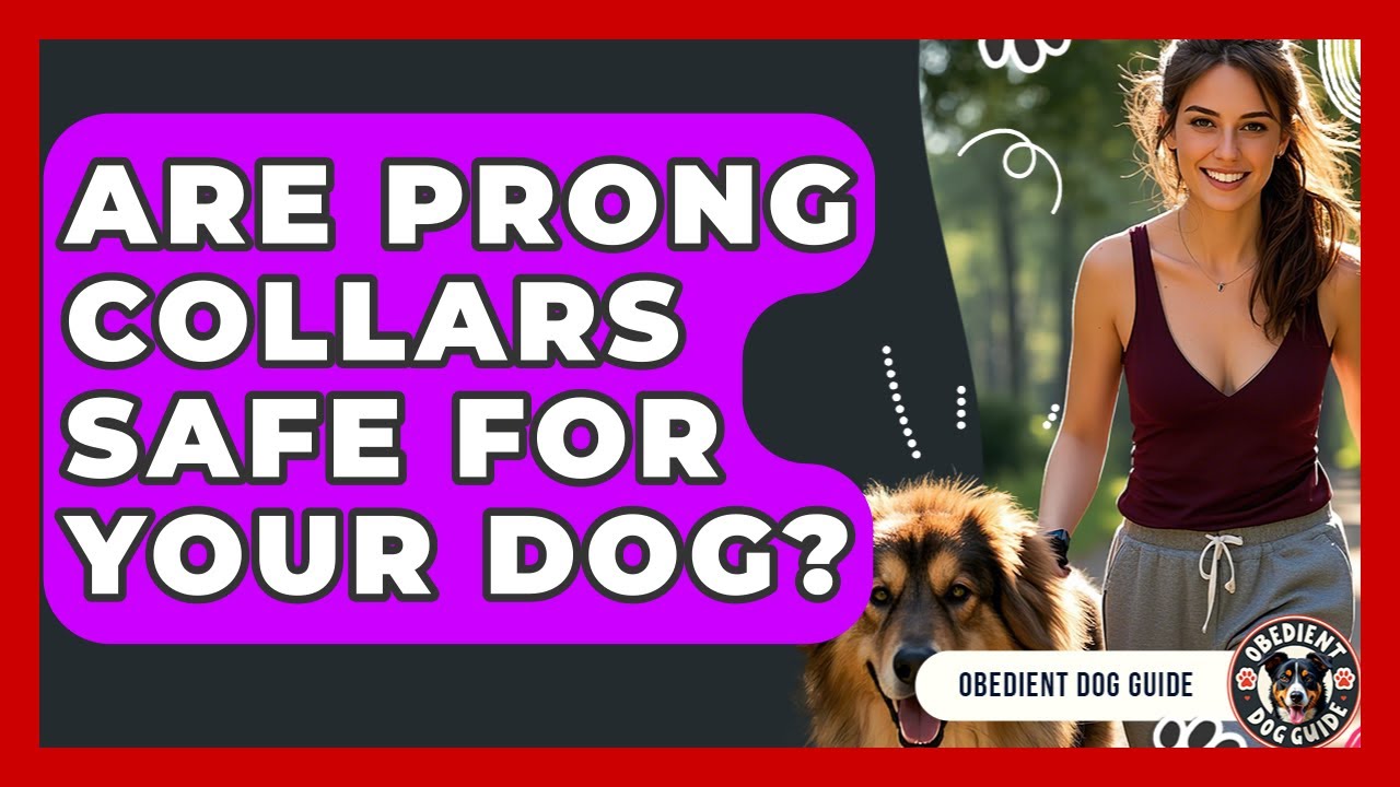 Are Prong Collars Safe For Your Dog? - Obedient Dog Guide