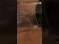 Epic Slime Mold Cuts Through Glass Jar And Spreading Spores