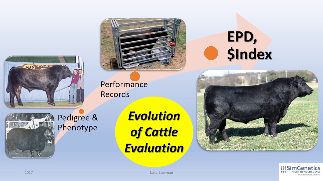 Introduction to Expected Progeny Differences