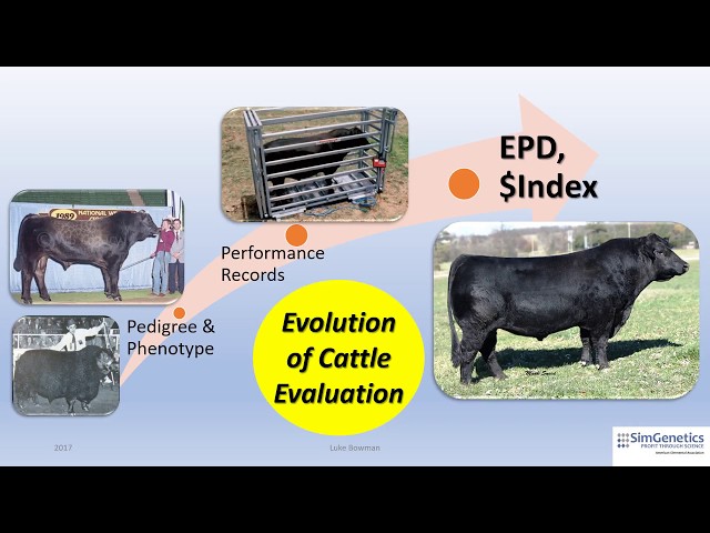 Video Pronunciation of progeny in English