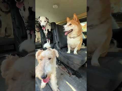 He Brought Home a Tiny Puppy… But It Joined the BIGGEST Dog Family! 🐶😱❤️ #shorts