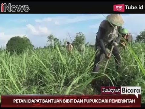 Pada dahan ada blister kecil Ada plastyr.chtoby Cina adalah untuk potensi