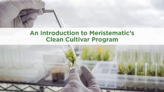 Introduction To Tissue Culture - Meristematic