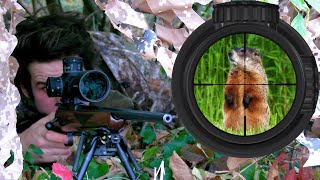 Sniping Groundhogs w/ .22LR (Scope Cam)