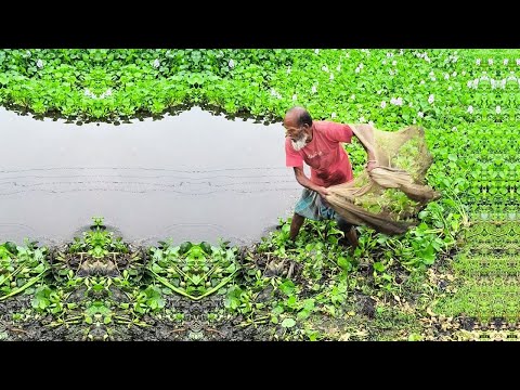 Village Old Fisheman Net Fishing - Unbelievable Net Fishing Video - Cast Traditional Net Fishing