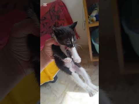 Lovely Kitten 😺 Mercury Natalina's first day at home.