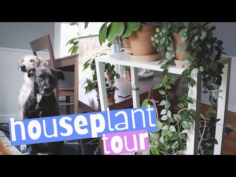 spring 2020 houseplant tour! dog room edition 🐕🐕🌿