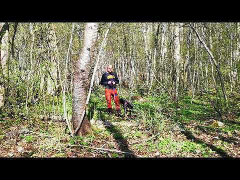 Daija, Aktivitet/Passivitet