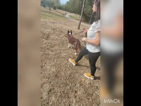 Rééducation Rokia réactivité humains et congénères