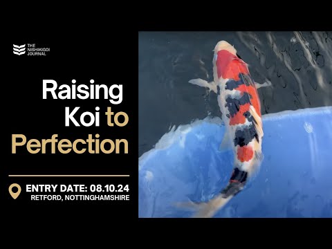 From Ordinary to Extraordinary: Koi Transformation Revealed! | The Nishikigoi Journal | EP #059