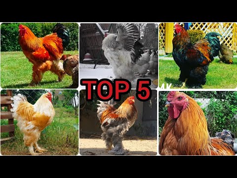 Top 5 Biggest & Cutest Brahma Roosters in the World