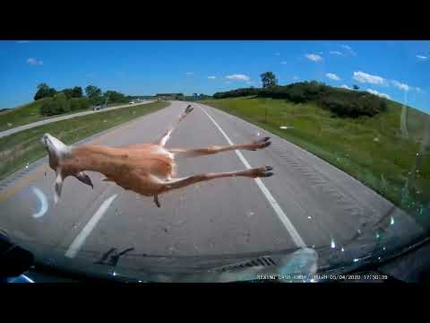 Hitting a deer at 70mph WARNING graphic content!