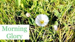How to Kill Morning Glory / Bindweed in My Lawn
