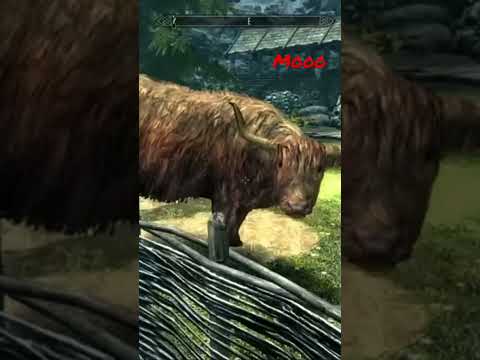 Mooooooooooooooooooo