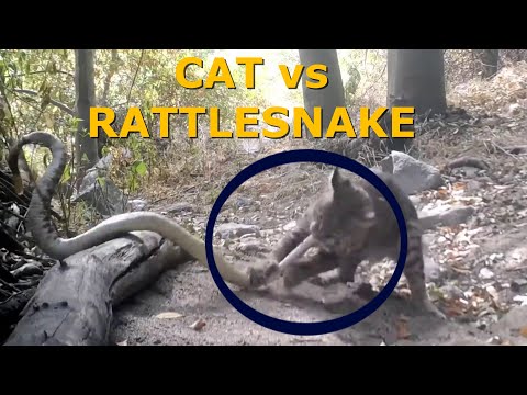 Bobcat Killed Rattlesnake l Bobcat vs Rattlesnake