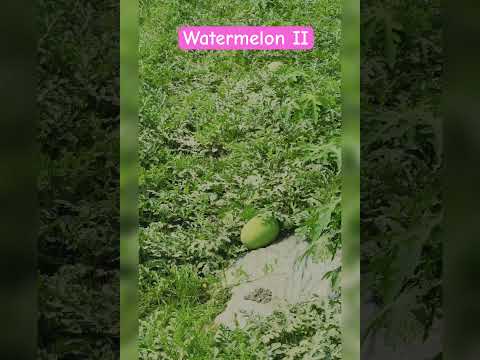 Watermelon part II