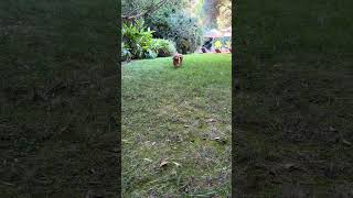 Video preview image #1 Golden Retriever Puppy For Sale in Marina Del Rey, CA, USA