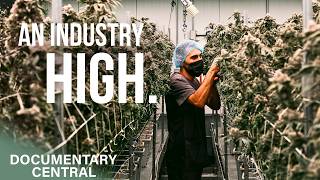 The Journey of Marijuana | Marijuana Business | FULL Drug Documentary