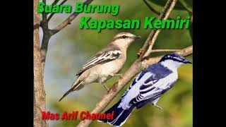 Download lagu SUARA BURUNG KAPASAN KEMIRI.VERSI ARIF CHANNEL mp3 Download lagu SUARA BURUNG KAPASAN KEMIRI.VERSI ARIF CHANNEL mp3