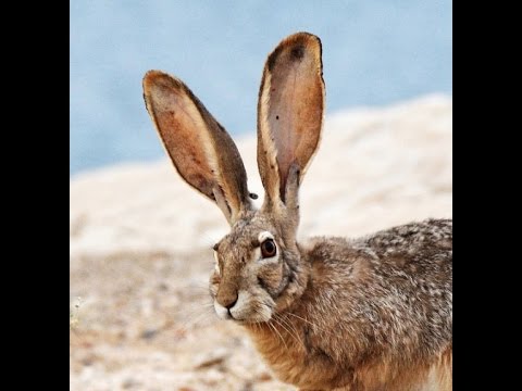 Tavşan avı, Hare hunting, кролик охота- Caccia alla lepreأرنب صيد-