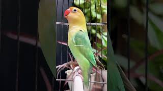 Download lagu Burung Lovebird Ngekek Panjang mp3