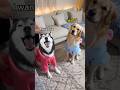 Husky Vs Golden Retriever