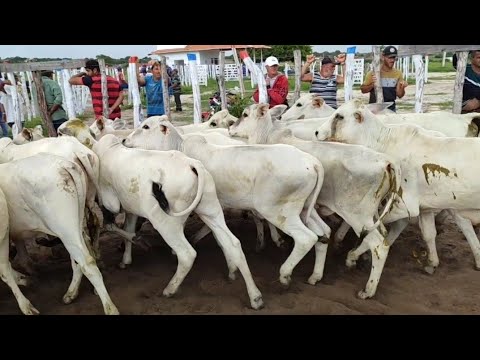 Nelore de luxo em Jurema-Pe 27-4-24 #nordeste #agro #pecuaria #guzerá #sindi #boi