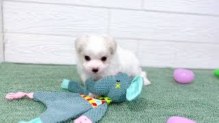 ハーフ犬の動画01