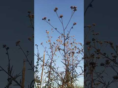 PELA NATUREZA #natureza #pôrdosol #igarapé #igarape #igarapémg #minasgerais #pordosol