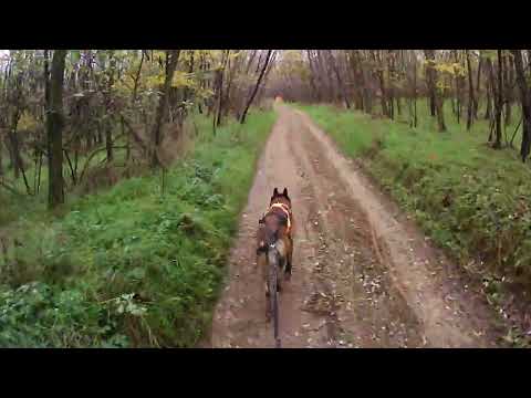 2022.11.06. Gyömrői Forest Run - Dogscooter 1 nők/ open