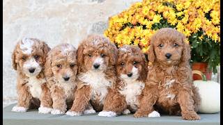 Video preview image #1 Poodle (Miniature) Puppy For Sale in DORNSIFE, PA, USA
