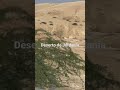 Short Deserto De Jordania