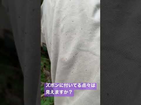 マダニの巣はどこにあるのでしょうか？庭や家ではどんな感じですか？それをどうするか？  庭園