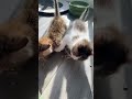 Cute Animals ‍ Cat Fight ️ 4180