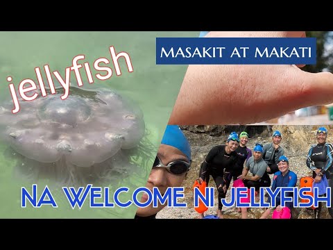 OPEN WATER SWIM// TEMPLE TO NIPPLE ISLAND