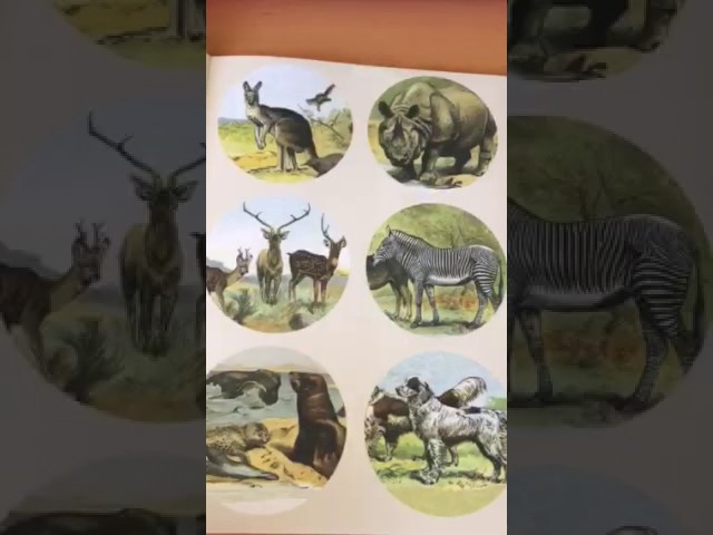Vídeo relacionado con Natural History: Gift & Creative Paper Book Vol. 107: 72