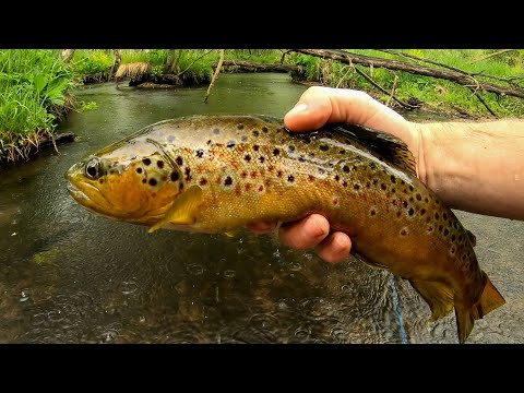 YouTube video about: Does rain affect trout fishing?