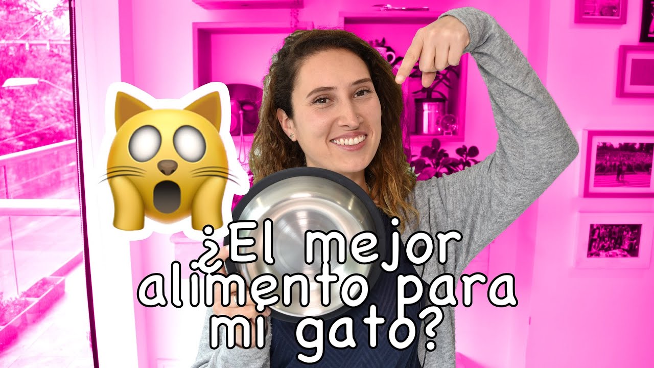 ¿El mejor alimento para mi gato