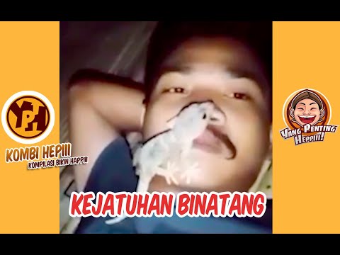 kombi-heppiii-ketiban-binatang