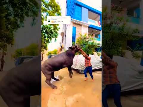 Big Bull 😍#cwo #animals #karachimandi #panjabmandi #sindhmandi #karachi #