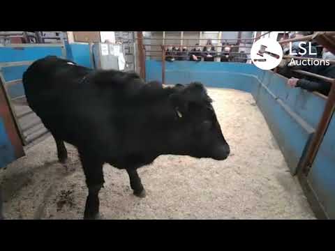 Draperstown Lot 561 02-01-2021