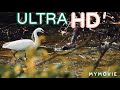 Nature Sounds Relaxing Music Nature Nature Whatsappstatus Video 19