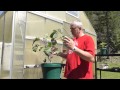 Survival Gardening - The Perennial Tree Collard ...