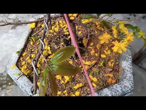 cách chăm sóc và phục hồi cây mai vàng sau tết .mai vàng miền Bắc...