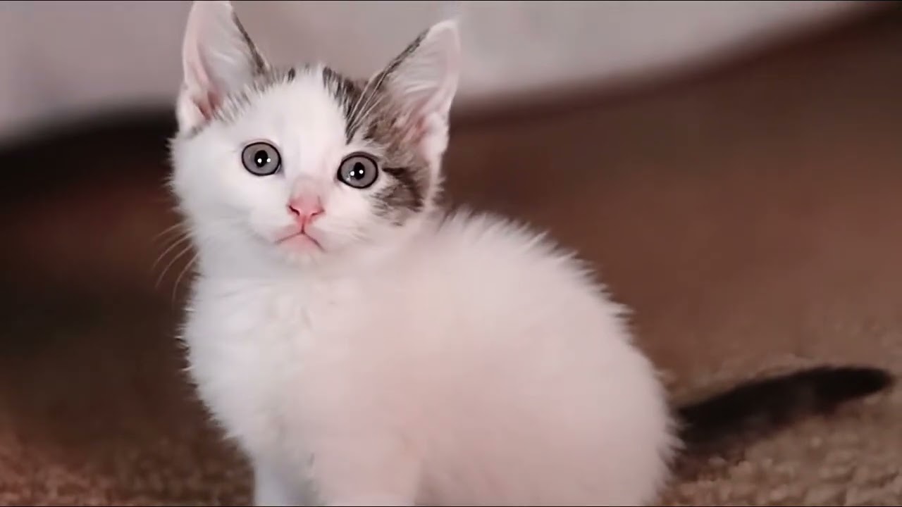 Enlarge Misty, a ADOPTABLE Turkish Van in Fairfield, IA video 2/2