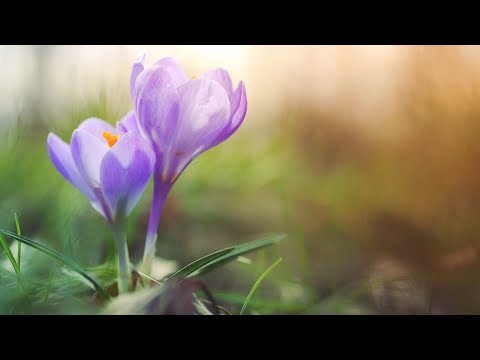 Serenade to Spring - Secret Garden cover